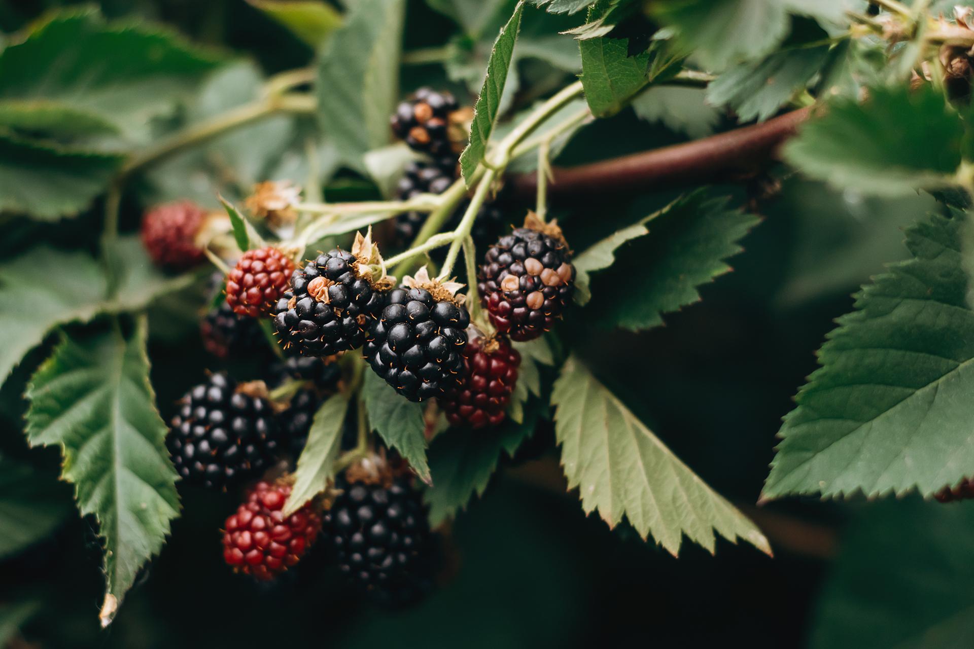 7 Amazing Blackberry Benefits For Healthy Lifestyle