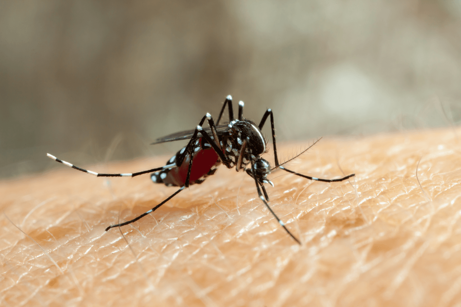 Dengue Fever: Symptoms, Prevention, Treatment, Shock Syndrome