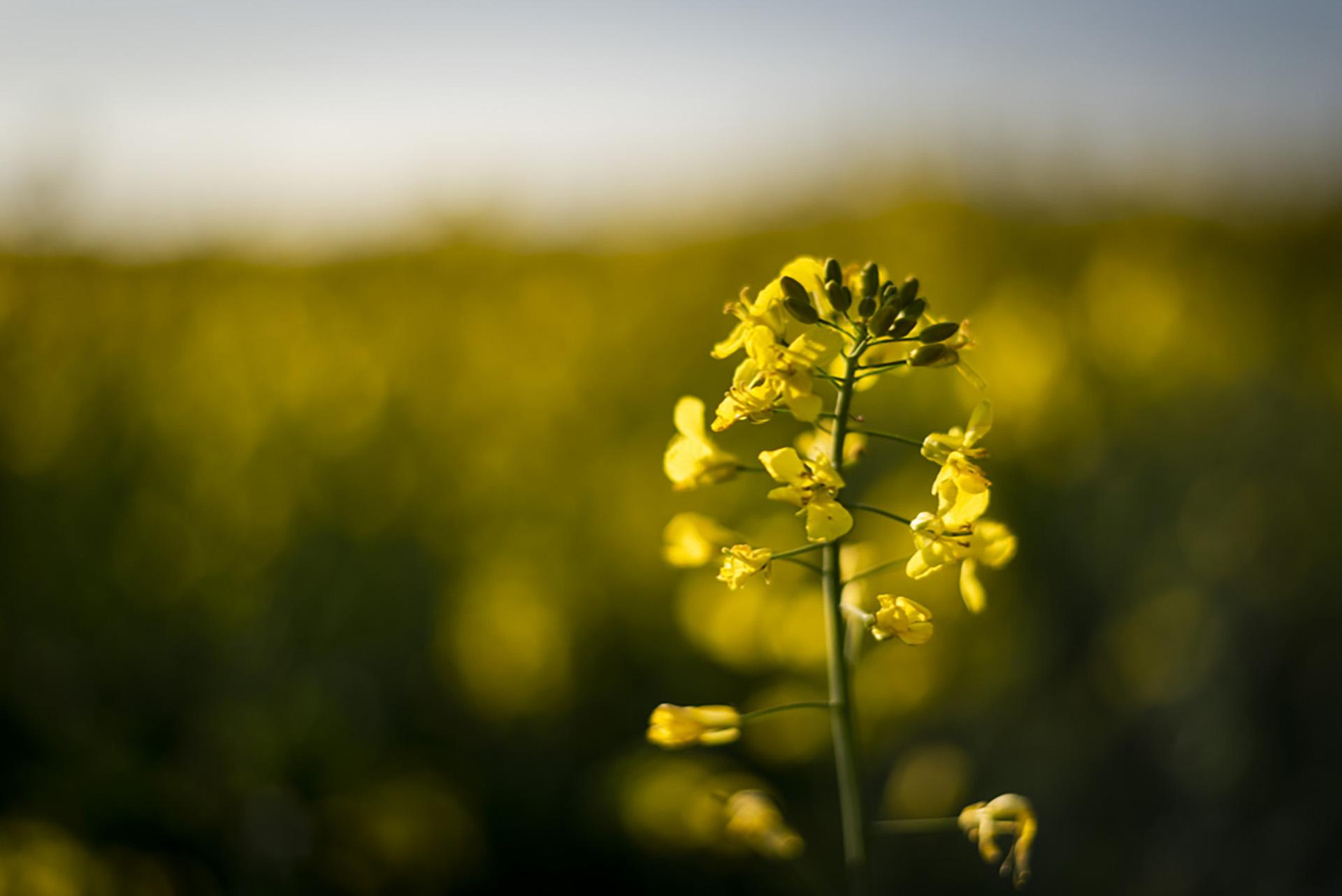 Canola Oil: Nutrition Value, Health Benefits, Side Effects, Allergies