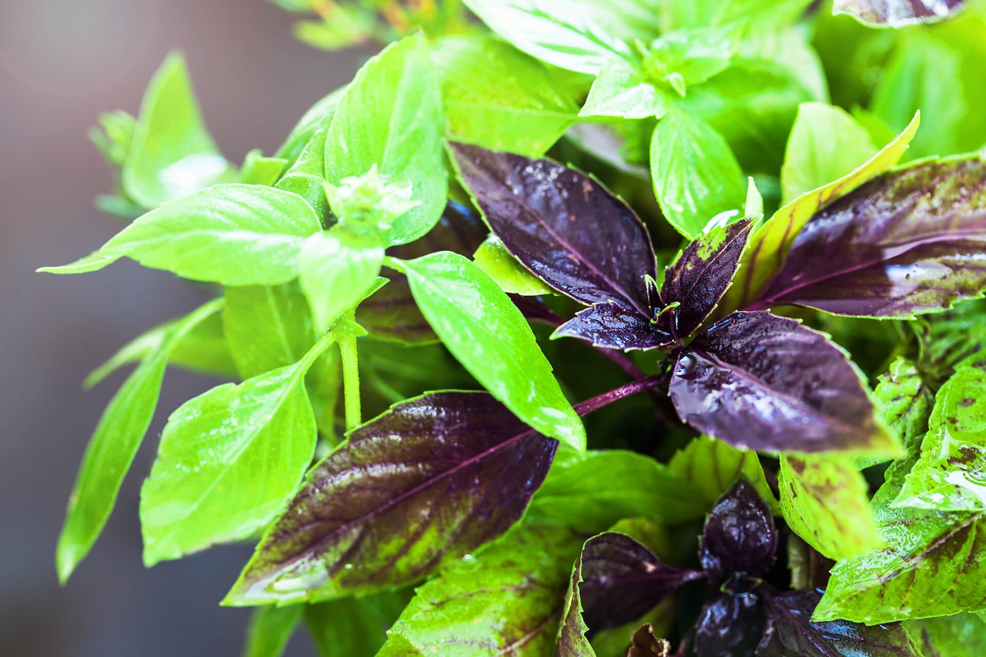Basil Leaves: Nutritional Value, Health Benefits, Uses