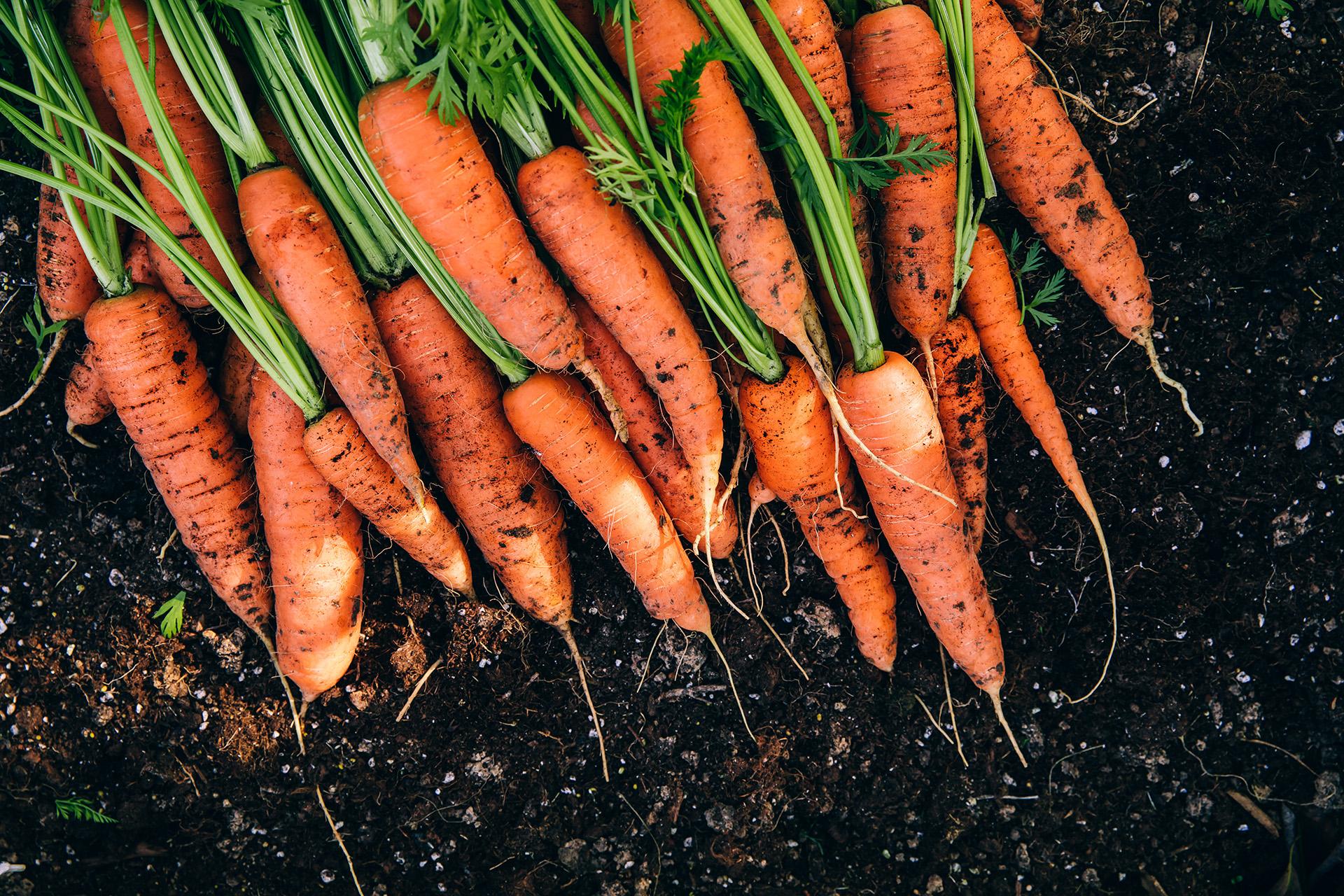 गाजर: पोषण मूल्य, फायदे, आरोग्यदायी पाककृती, खबरदारी