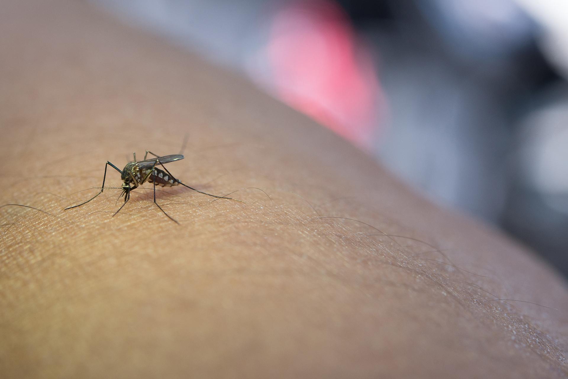 National Dengue Day: 3 Things for You to Learn About Dengue