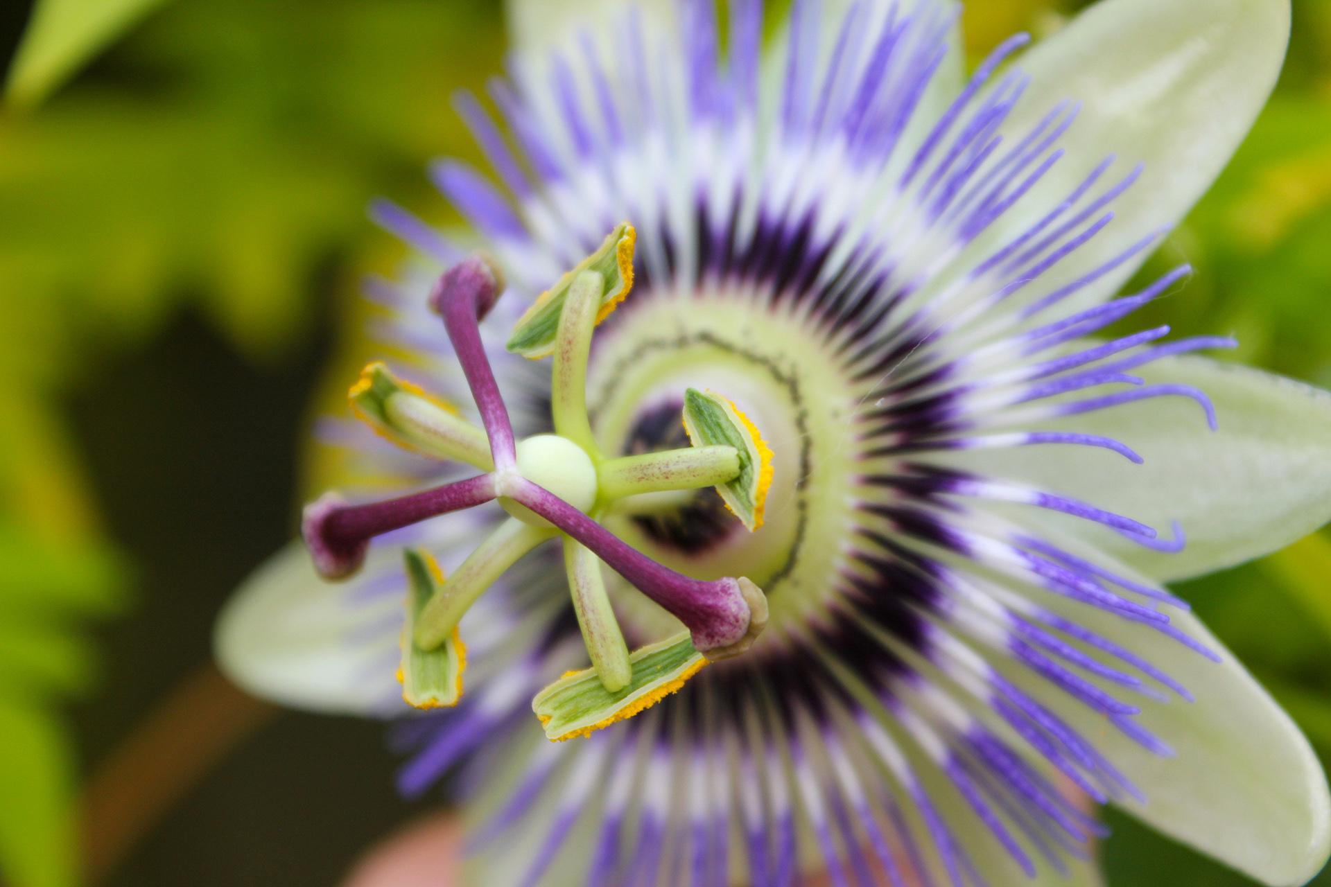 Passionflower: Benefits , Variants and Side Effect