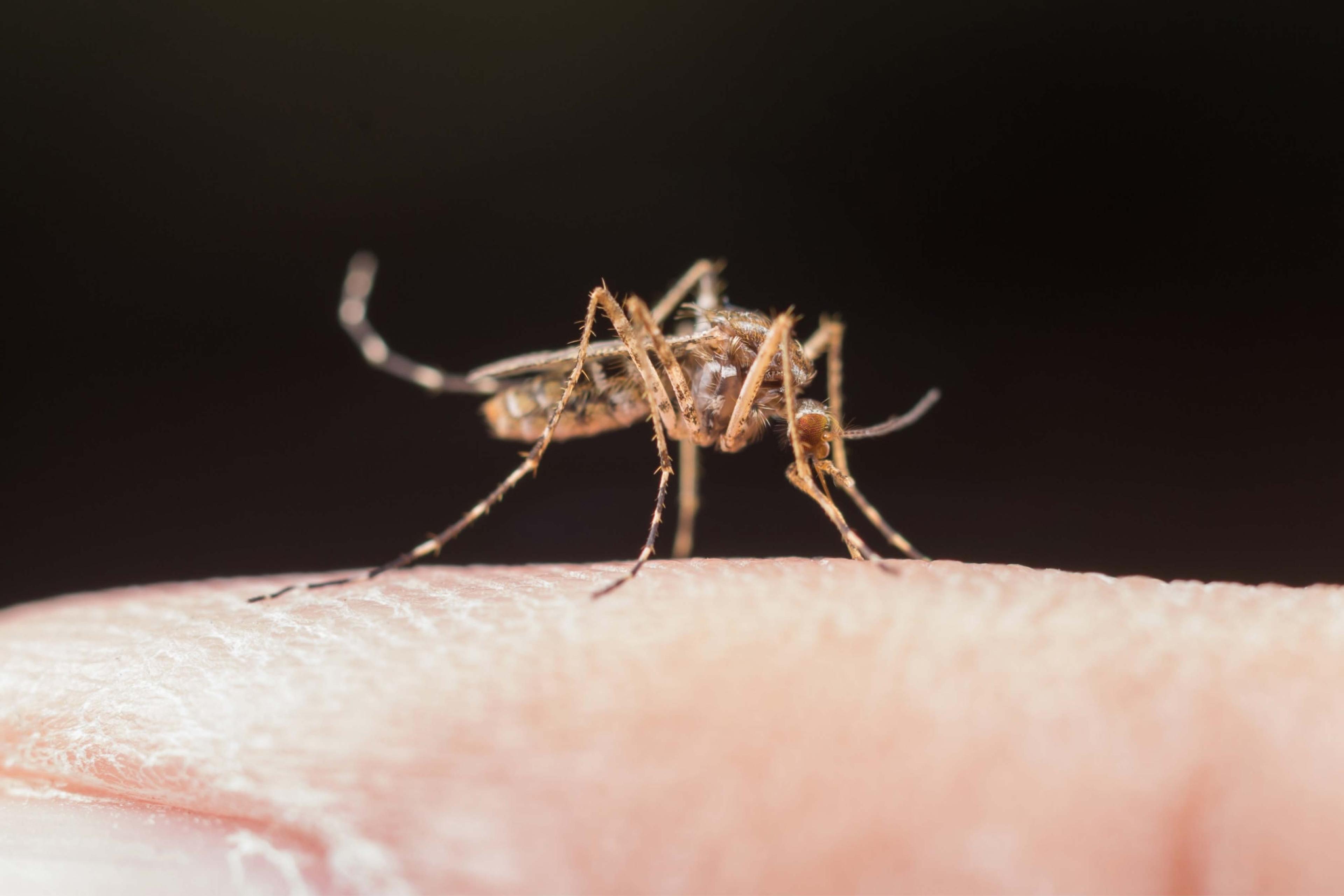 World Mosquito Day: Be Aware of Deadly Diseases and Objective