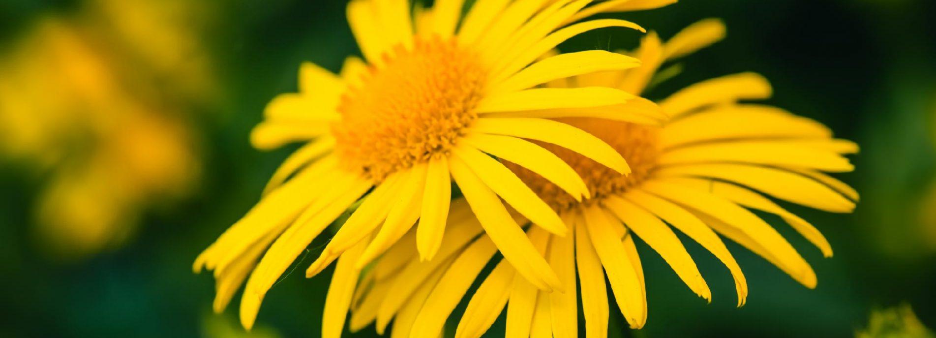 Arnica: Benefits, Uses, and Side Effects