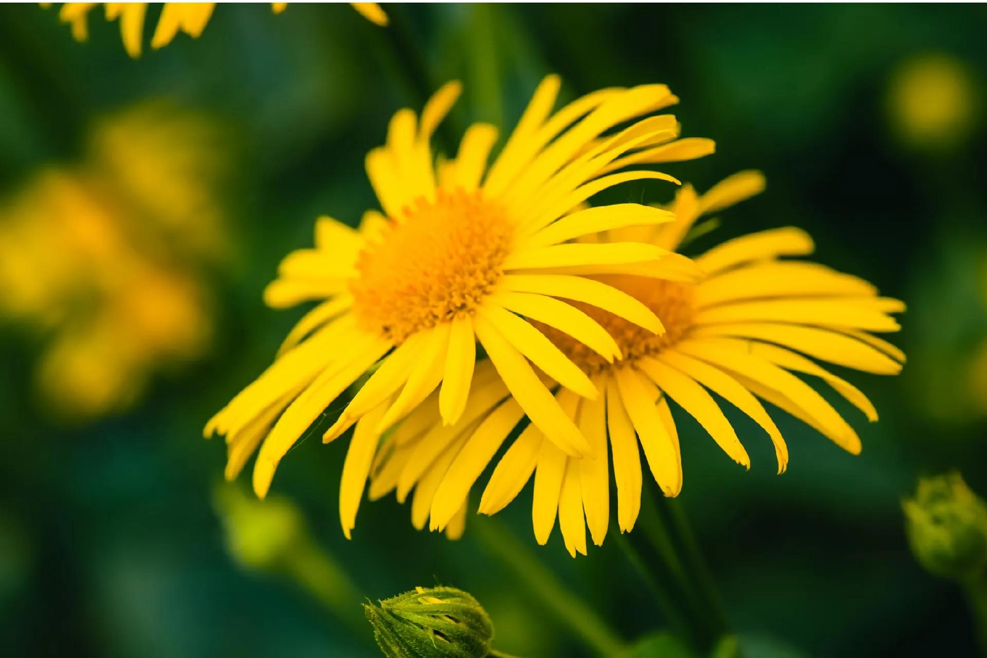 Arnica: Overview, Benefits, Uses, and Side Effects