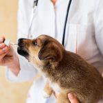 World Rabies Day: All That You Need to Know