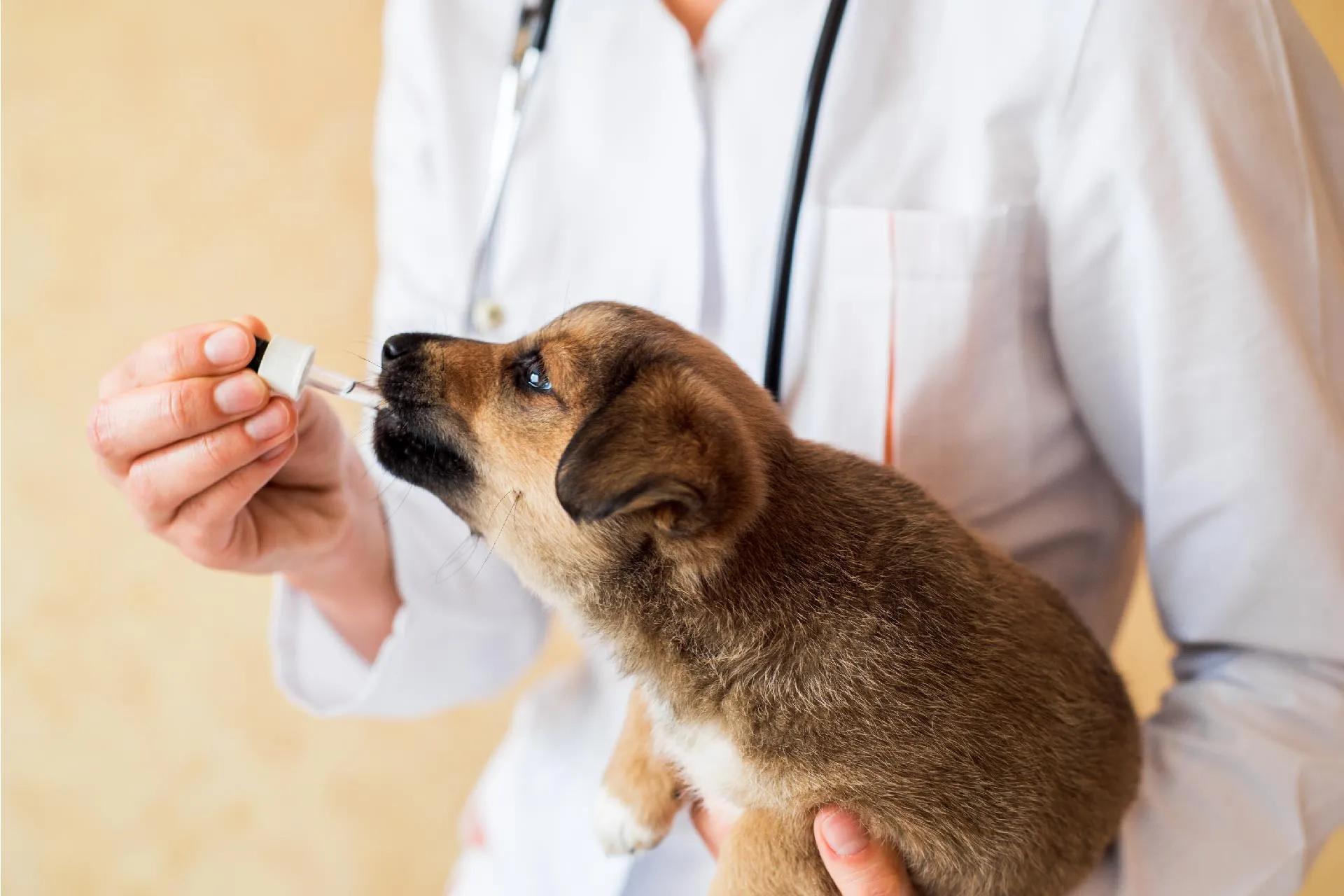 World Rabies Day: All That You Need to Know About Rabies