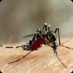 Common Dengue Fever Symptoms: Learn to Stop Turning Into Severe Dengue